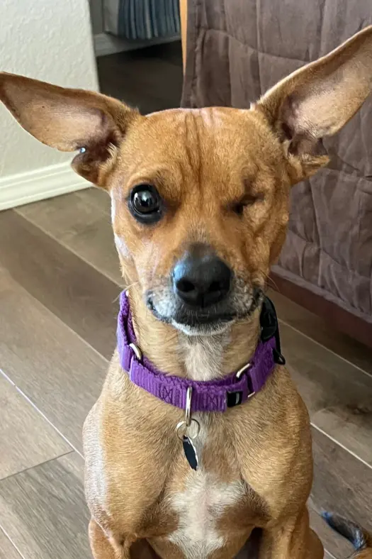 Kai Johnson, helpful rescue dog at Michael Armstrong Law, owned by Laura Johnson, sitting missing his right eye